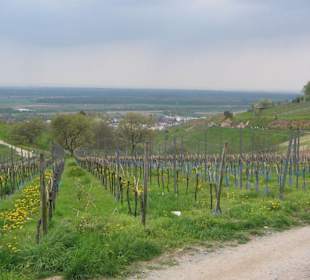 Weinberge