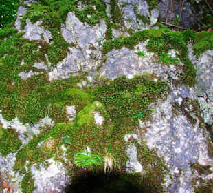 Die Oswaldhöhle 60 Mtr. Länge