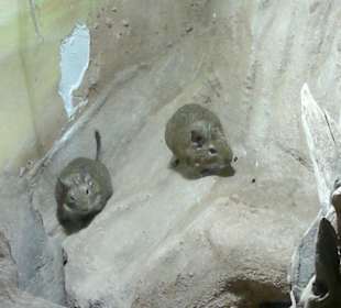 Zoo Brno