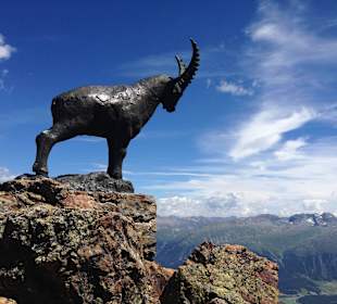 Steinbock auf dem Piz Nair