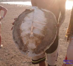 Schildkröten-Panzer