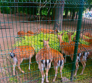 Zwierzęta w ZOO
