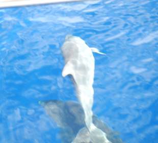 Delphin
