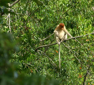 Glück gehabt - Nasenaffen gesehen