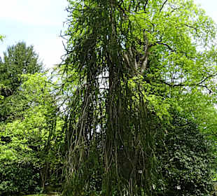 Garten Hohenheim