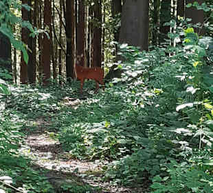 Wandern St. Georgen im Attergau