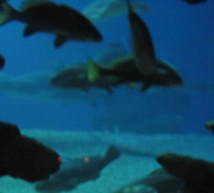 Palma Aquarium