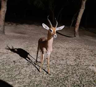 Arabian Wildlife Park