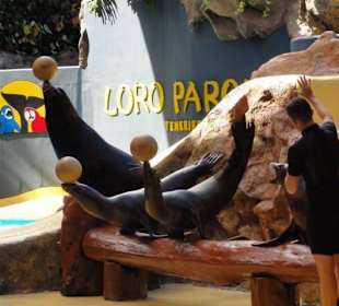 Loro Parque 11/2016