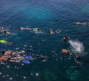 Schnorcheln und Schwimmen mit Delfinen