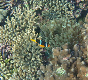 Unterwasserwelt Musandam