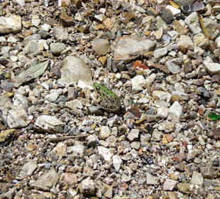 Syri i Kaltër -  kleiner Frosch am Ufer