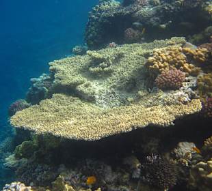 Riff am Steg vom Stella Makadi
