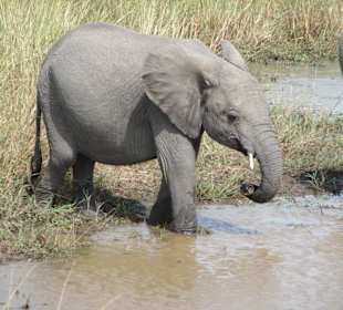 junger Elefant