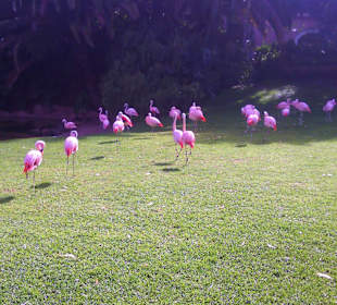 Ausflüge. Loro Park