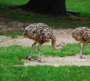 Straussvögel
