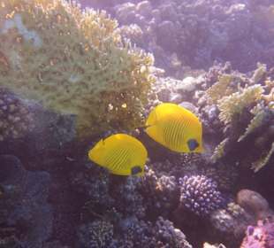 Schnorcheln Marsa Alam