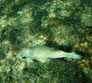 Hausriff Hotel Tulip Resort