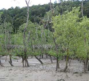 Bako Mangroven