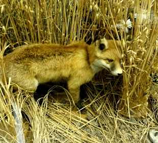 Diorama aus der Region