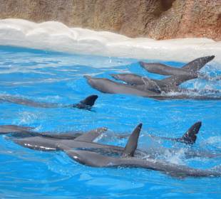 The wonderfull dolphine show