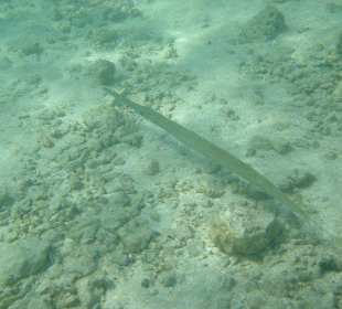 Schnorcheln in der "Badewanne"