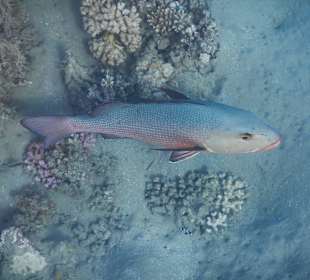 Großer Schnapper am Babyriff