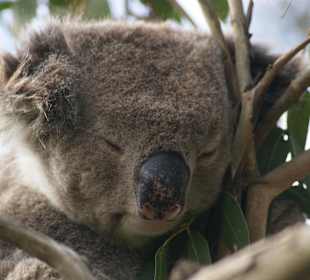Koala im "Great Otway NP"