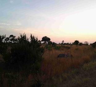 Krüger Nationalpark