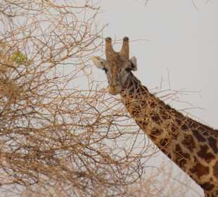 Eine der unzähligen Giraffen