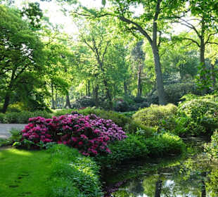 Hauptblüte im Rhododendronpark Bremen