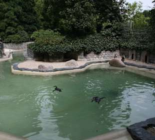 Pinguin-Freigehege