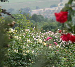 Volpaia- winziges Dorf im Chianti- Geheimtipp