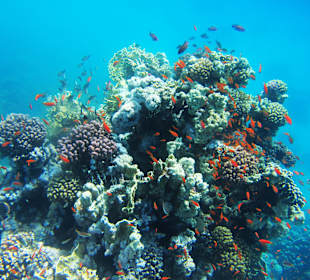 Viele schöne intakte Riffblöcke am Grand Makadi