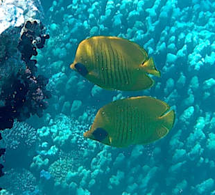 Atemberaubendes Riff