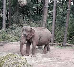 Elefant