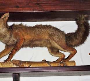 Jagdtrophäen in der Wirtsstube des Gasthauses