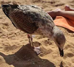 Praia de Nossa Senhora da Rocha