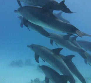 Delfinschule in Hurghada...