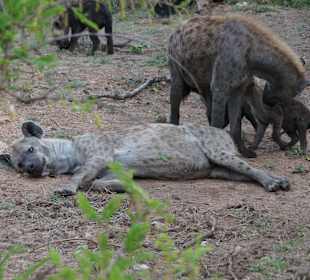 Tüpfelhyänen im Kruger NP nahe Malelane