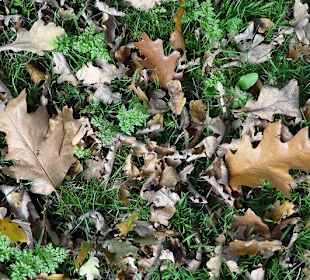 Herbstlaub im Schlosspark zu Husum 