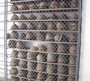 Regal mit Stahlhelmen der Gefangene