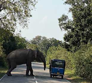 Yala Sri Lanka