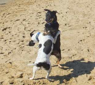 Hundestrand in Bibione