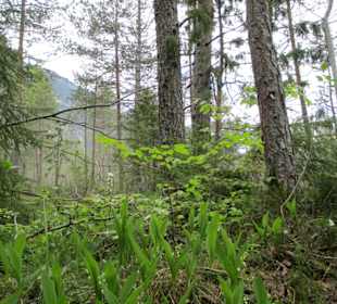 Maiglöckchen in den Lechauen Tirol