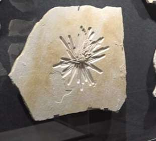 Dinosaurier Museum Altmühltal