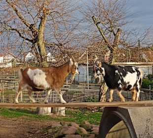 Streichelzoo Rülzheim