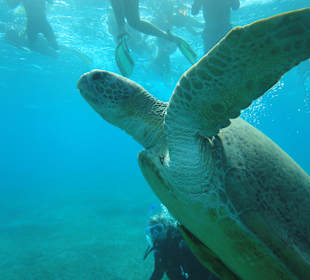 Wer sieht sie besser?