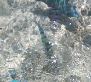 Schnorcheln Makadi Bay