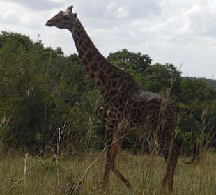 Shimba hills
